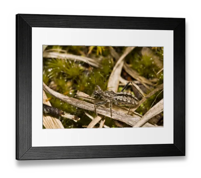 Framed Print : Heath Assassin Bug (Coranus subapterus) adult, Thursley Common National Nature Reserve, Surrey, England, august Framed Print : Heath Assassin Bug (Coranus subapterus) adult, Thursley Common National Nature Reserve, Surrey, England, august