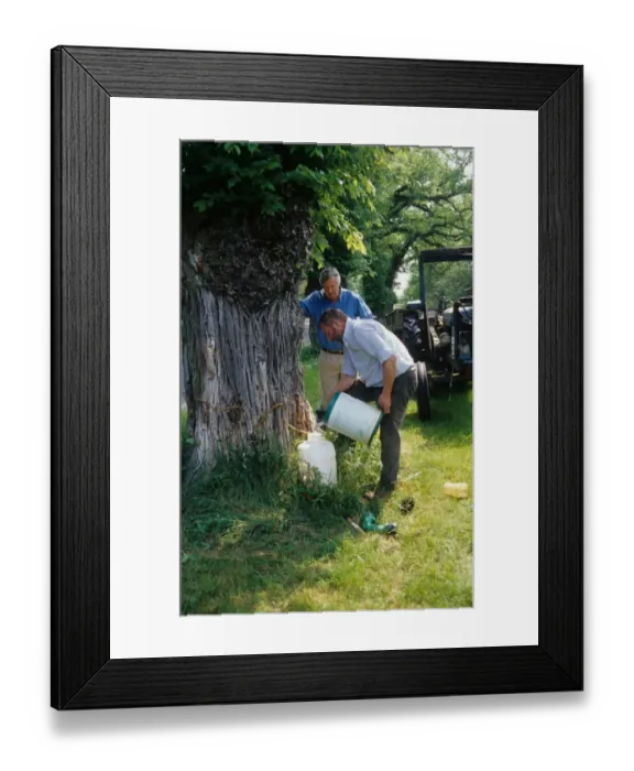 Framed Print : Men preparing chemical injection of fungicide into Elm (Ulmus sp. ) tree, England