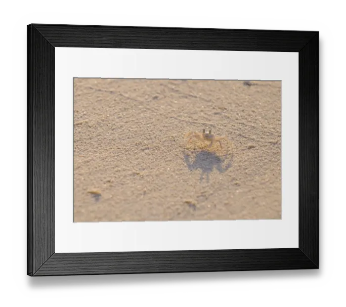 Framed Print : Horned Ghost Crab (Ocypode ceratophthalmus) juvenile, standing on sandy beach, Maldives, march Framed Print : Horned Ghost Crab (Ocypode ceratophthalmus) juvenile, standing on sandy beach, Maldives, march