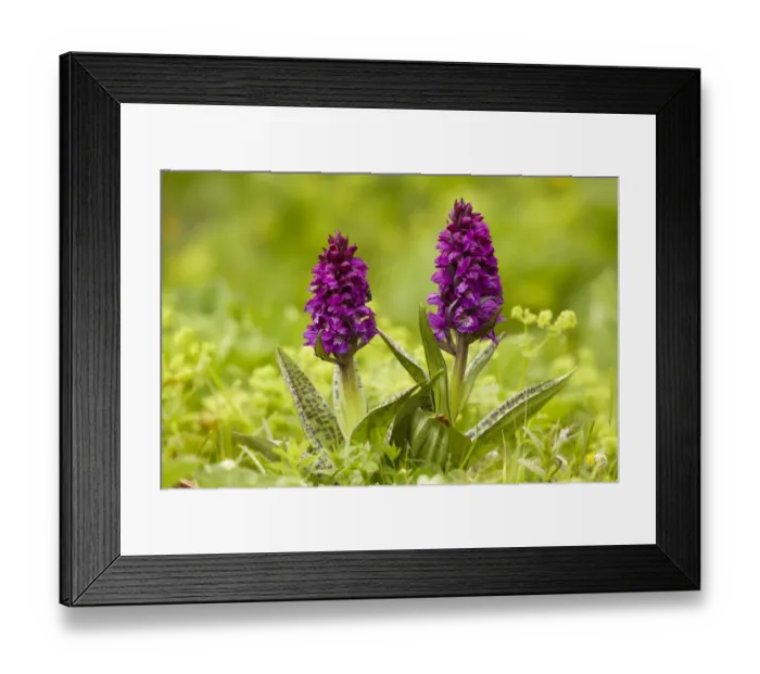 Framed Print : Southern Marsh Orchid (Dactylorhiza praetermissa) two flowerspikes, Rila Mountains, Bulgaria, june Framed Print : Southern Marsh Orchid (Dactylorhiza praetermissa) two flowerspikes, Rila Mountains, Bulgaria, june
