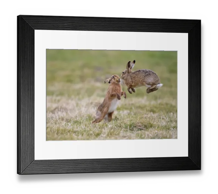 Framed Print : European Hare (Lepus europaeus) two adult males, one jumping to avoid attack from dominant male after moving too close Framed Print : European Hare (Lepus europaeus) two adult males, one jumping to avoid attack from dominant male after moving too close