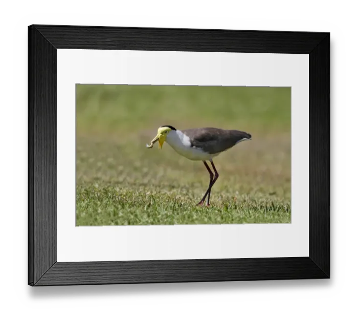 Framed Print : Masked Lapwing (Vanellus miles) adult, feeding, with insect larva in beak, foraging on grass at camping park