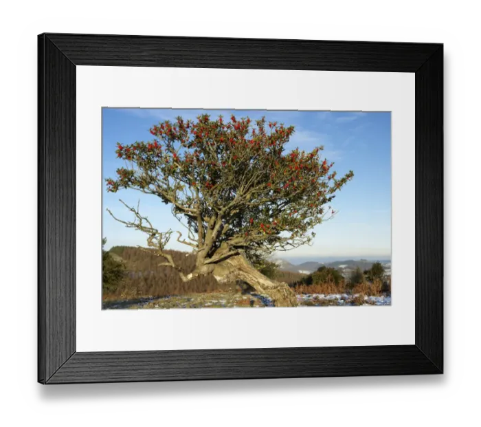 Framed Print : European Holly (Ilex aquifolium) veteran tree, habit, with fruit, Northern Stiperstones, Shropshire, England, december Framed Print : European Holly (Ilex aquifolium) veteran tree, habit, with fruit, Northern Stiperstones, Shropshire, England, december