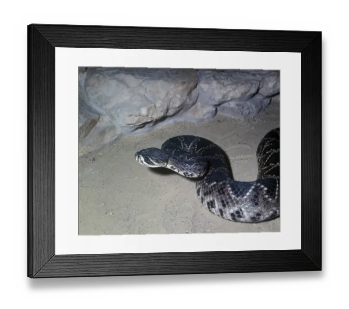 Framed Print : Snake - Rattlesnake Diamondback Eastern (Crotalus adamanteus) Close-up / head raised Framed Print : Snake - Rattlesnake Diamondback Eastern (Crotalus adamanteus) Close-up / head raised