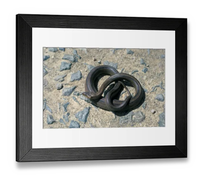 Framed Print : ladder snake (Rhinechis scalaris) is a species of snake in the Colubridae family