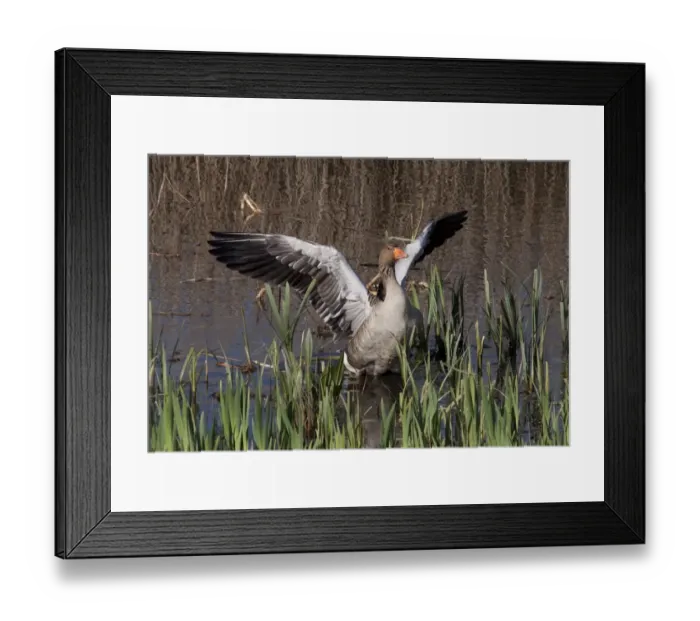 Framed Print : Greylag Goose in marshland habitat - RSPB Minsmere, Suffolk Framed Print : Greylag Goose in marshland habitat - RSPB Minsmere, Suffolk