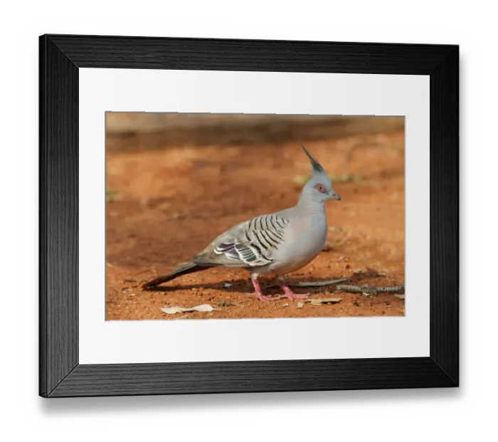 Framed Print : Crested Pigeon (Geophaps lophotes) adult, foraging on ground, Northern Territory, Australia Framed Print : Crested Pigeon (Geophaps lophotes) adult, foraging on ground, Northern Territory, Australia