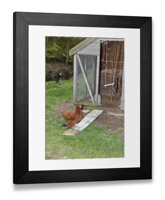 Framed Print : Domestic Chicken, 2 year old New Hampshire red cross, with adopted 14 day old mallard duckling (Anas platyrhynchos)