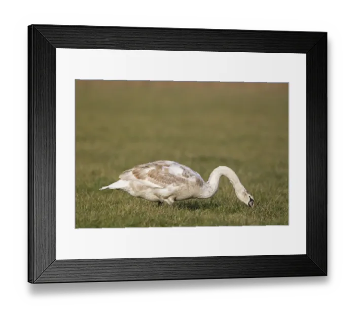 Framed Print : Mute Swan (Cygnus olor) juvenile, feeding, grazing on grass in grazing marsh, Suffolk, England, february Framed Print : Mute Swan (Cygnus olor) juvenile, feeding, grazing on grass in grazing marsh, Suffolk, England, february