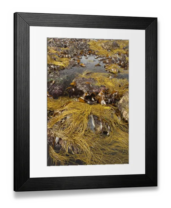 Framed Print : Sea-thong (Himanthalia elongata) exposed at low tide, Swanage, Dorset, England, april Framed Print : Sea-thong (Himanthalia elongata) exposed at low tide, Swanage, Dorset, England, april
