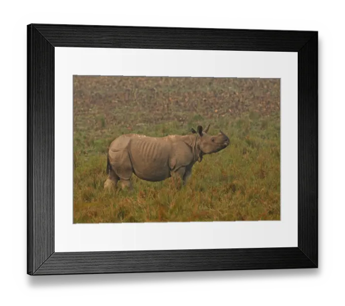 Framed Print : Indian Rhinoceros (Rhinoceros unicornis) adult, with Jungle Myna (Acridotheres fuscus) Framed Print : Indian Rhinoceros (Rhinoceros unicornis) adult, with Jungle Myna (Acridotheres fuscus)