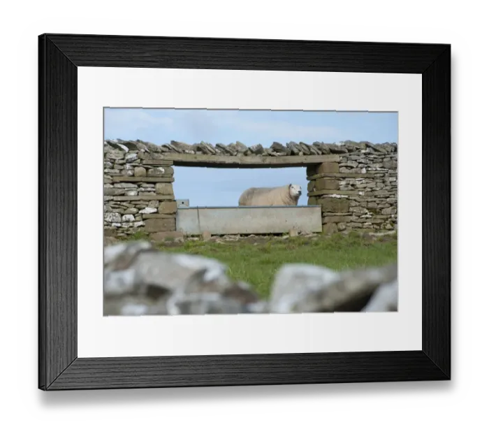 Framed Print : Domestic Sheep, adult, standing beside water trough in drystone wall, Shap, Cumbria, England, april Framed Print : Domestic Sheep, adult, standing beside water trough in drystone wall, Shap, Cumbria, England, april