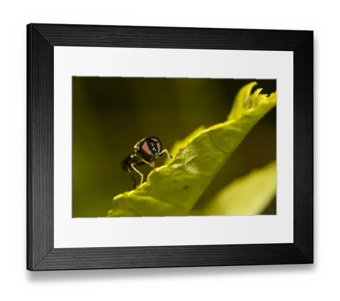 Framed Print : Chequered Hoverfly (Melanostoma scalare) adult, resting on leaf, Downe Bank Nature Reserve, North Downs, Kent, England Framed Print : Chequered Hoverfly (Melanostoma scalare) adult, resting on leaf, Downe Bank Nature Reserve, North Downs, Kent, England