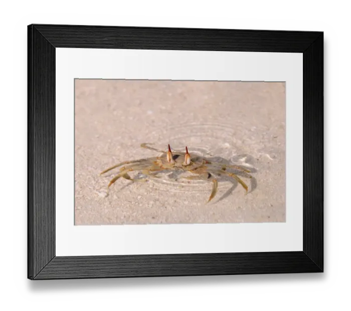 Framed Print : Horned Ghost Crab (Ocypode ceratophthalmus) adult, with eyes protruding from shallow water on sandy beach, Maldives Framed Print : Horned Ghost Crab (Ocypode ceratophthalmus) adult, with eyes protruding from shallow water on sandy beach, Maldives