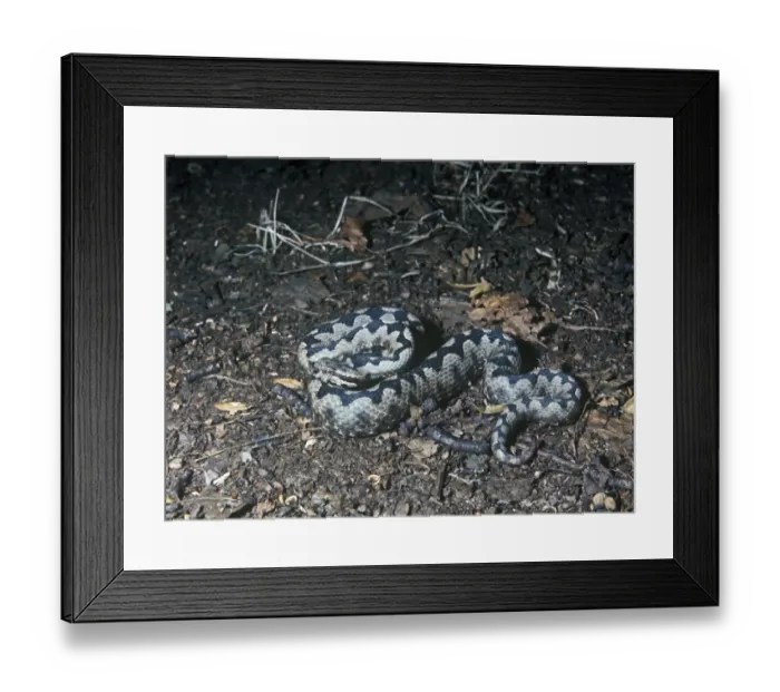Framed Print : Nose-Horned Viper (Vipera ammodytes) Framed Print : Nose-Horned Viper (Vipera ammodytes)