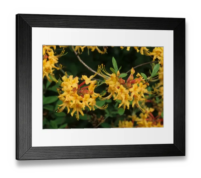 Framed Print : Florida Azalea (Rhododendron austrinum) close-up of flowers, U. S. A Framed Print : Florida Azalea (Rhododendron austrinum) close-up of flowers, U. S. A