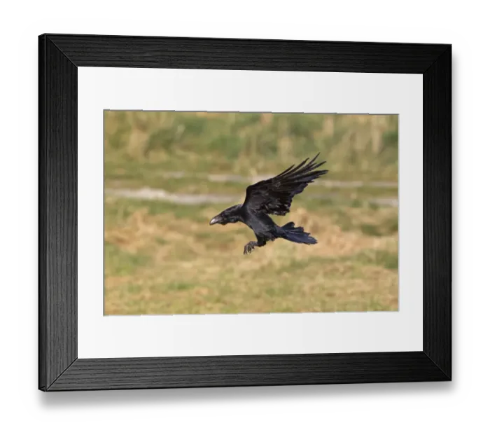 Framed Print : Common Raven (Corvus corax) adult, in flight, landing, Gigrin Farm, Powys, Wales, march Framed Print : Common Raven (Corvus corax) adult, in flight, landing, Gigrin Farm, Powys, Wales, march