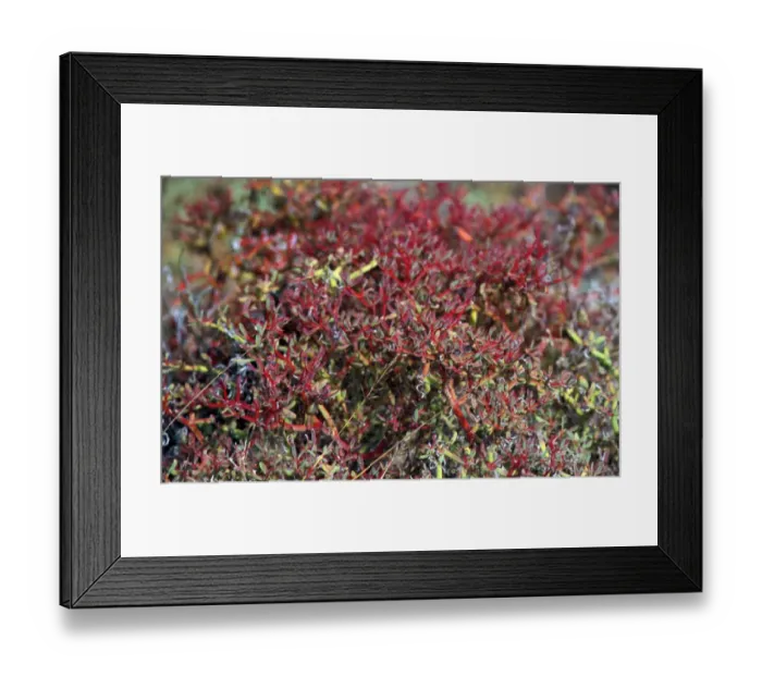 Framed Print : Galapagos Carpetweed 9sesuvium edmonstonei) San Cristobal Framed Print : Galapagos Carpetweed 9sesuvium edmonstonei) San Cristobal
