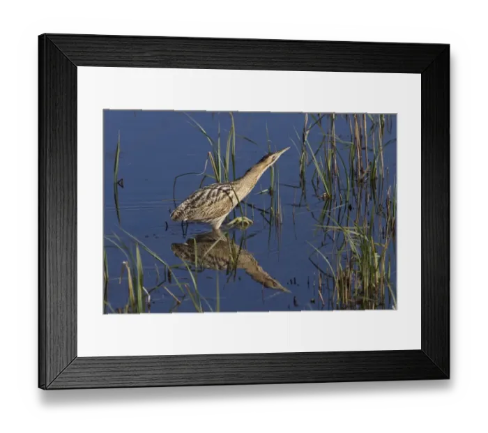 Framed Print : Great Bittern wading through reedbeds at RSPB Minsmere, Suffolk