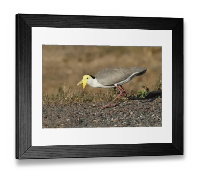 Framed Print : Masked Lapwing (Vanellus miles) adult, foraging at road verge, Northern Territory, Australia Framed Print : Masked Lapwing (Vanellus miles) adult, foraging at road verge, Northern Territory, Australia