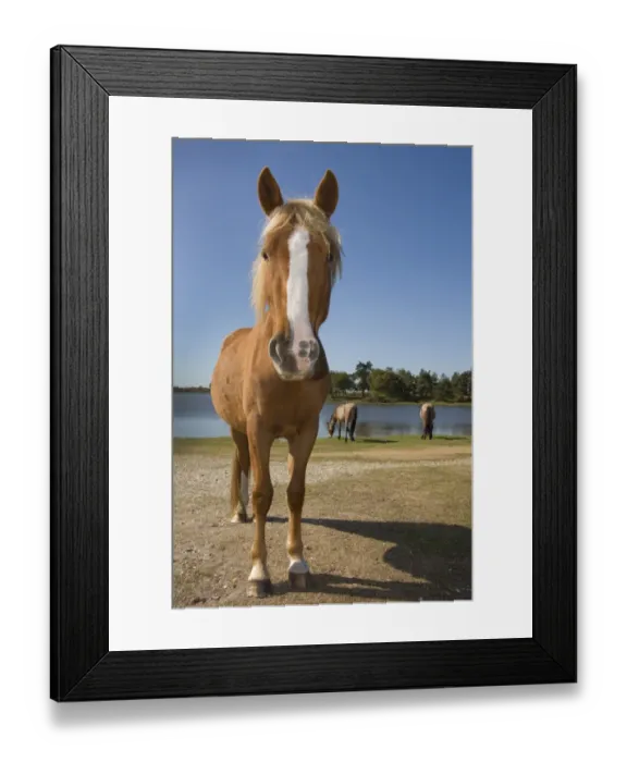 Framed Print : New Forest Pony, three adults, grazing at edge of lake, New Forest, Hampshire, England, september Framed Print : New Forest Pony, three adults, grazing at edge of lake, New Forest, Hampshire, England, september
