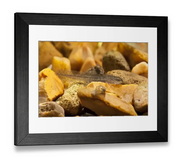 Framed Print : Palmate Newt (Lissotriton helveticus) larva, resting on gravel underwater, Belvedere, Bexley, Kent, England Framed Print : Palmate Newt (Lissotriton helveticus) larva, resting on gravel underwater, Belvedere, Bexley, Kent, England