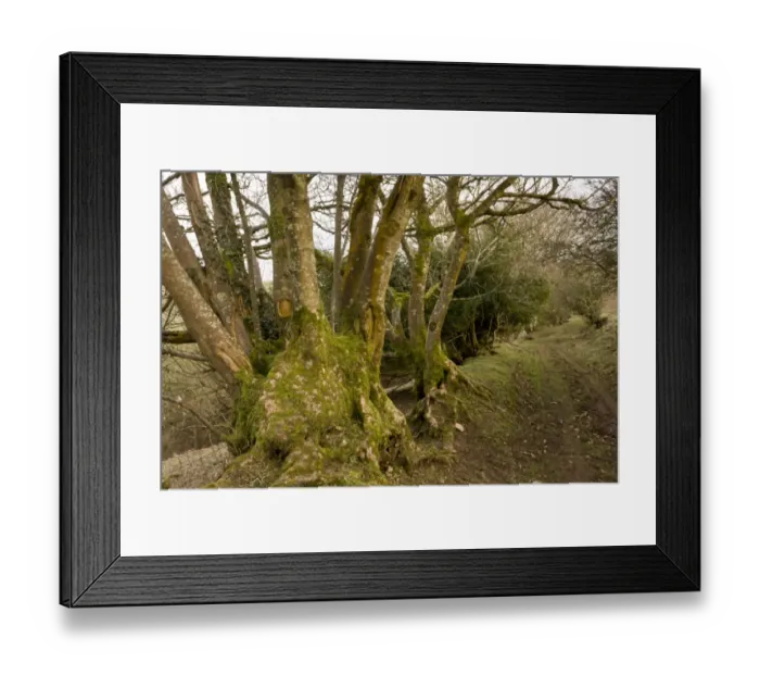 Framed Print : Ancient lane and hedgebank with coppiced trees, above Porlock, Exmoor N. P. Somerset, England, march Framed Print : Ancient lane and hedgebank with coppiced trees, above Porlock, Exmoor N. P. Somerset, England, march