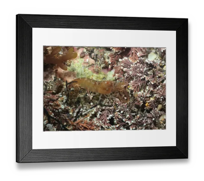 Framed Print : Hooded Shrimp (Athanas nitescens) adult, in pool, Kimmeridge, Dorset, England, march Framed Print : Hooded Shrimp (Athanas nitescens) adult, in pool, Kimmeridge, Dorset, England, march