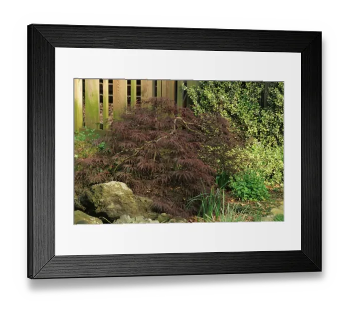 Framed Print : Japanese Maple (Acer palmatum) Dissectum Nigrum ( Ever Red ), habit, growing in garden border, U. S. A Framed Print : Japanese Maple (Acer palmatum) Dissectum Nigrum ( Ever Red ), habit, growing in garden border, U. S. A