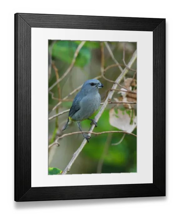 Framed Print : Jamaican Euphonia (Euphonia jamaica) adult male, perched on twig, Port Antonio, Jamaica, april Framed Print : Jamaican Euphonia (Euphonia jamaica) adult male, perched on twig, Port Antonio, Jamaica, april