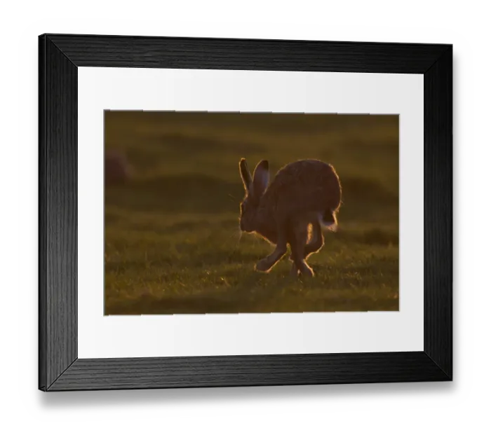 Framed Print : European Hare (Lepus europaeus) adult, running, backlit at sunset, Suffolk, England, march Framed Print : European Hare (Lepus europaeus) adult, running, backlit at sunset, Suffolk, England, march