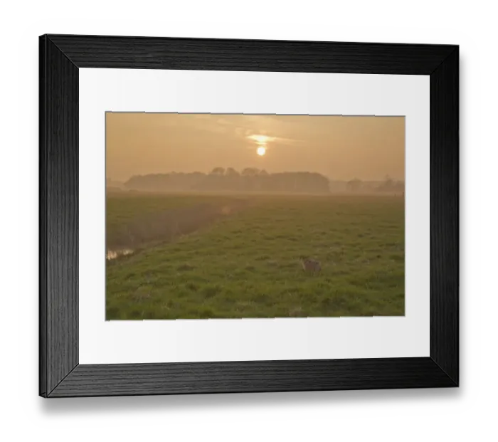 Framed Print : European Hare (Lepus europaeus) adult, sitting on grass in field habitat at sunset, Suffolk, England, march Framed Print : European Hare (Lepus europaeus) adult, sitting on grass in field habitat at sunset, Suffolk, England, march