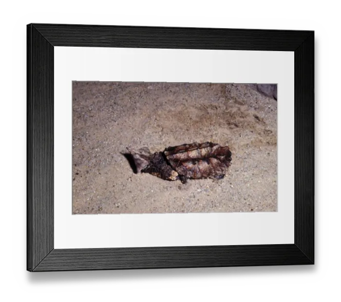 Framed Print : Turtle - Matamata (Chelus fimbratus) on sand Framed Print : Turtle - Matamata (Chelus fimbratus) on sand