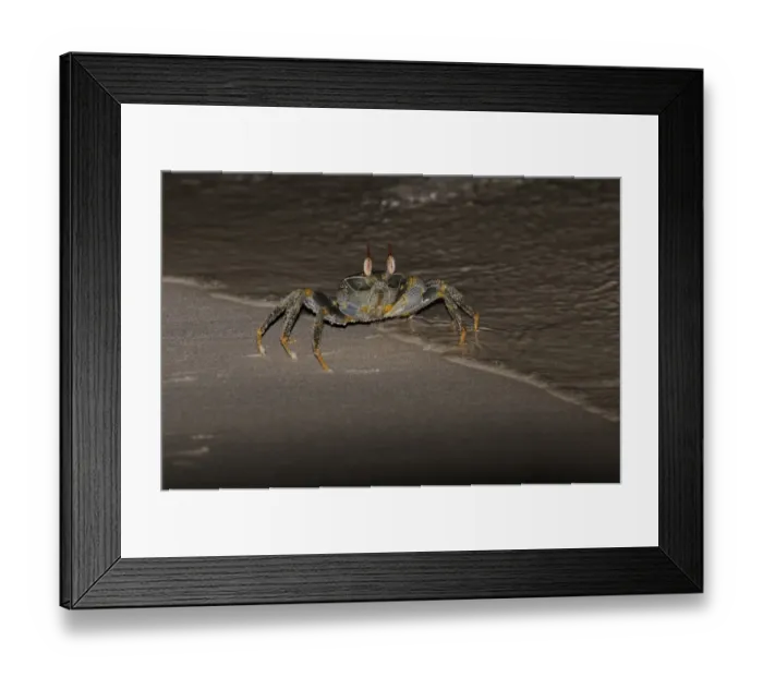 Framed Print : Horned Ghost Crab (Ocypode ceratophthalmus) adult, standing in tideline on sandy beach at night, Maldives, march Framed Print : Horned Ghost Crab (Ocypode ceratophthalmus) adult, standing in tideline on sandy beach at night, Maldives, march