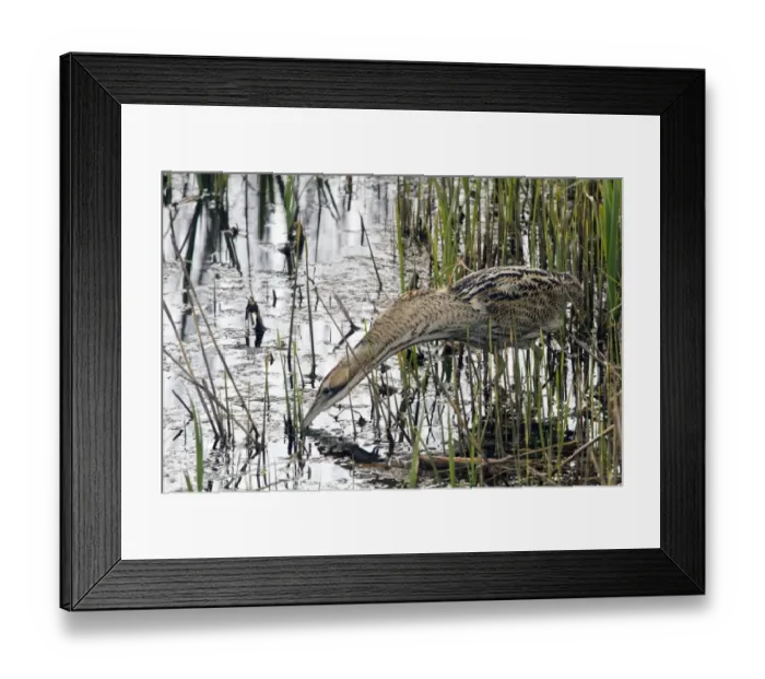 Framed Print : Great Bittern hunting for small fish in reedbeds at RSPB Minsmere, Suffolk Framed Print : Great Bittern hunting for small fish in reedbeds at RSPB Minsmere, Suffolk