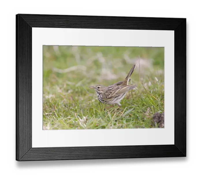 Framed Print : Meadow Pipit (Anthus pratensis) adult male, displaying on grass, Suffolk, England, april Framed Print : Meadow Pipit (Anthus pratensis) adult male, displaying on grass, Suffolk, England, april