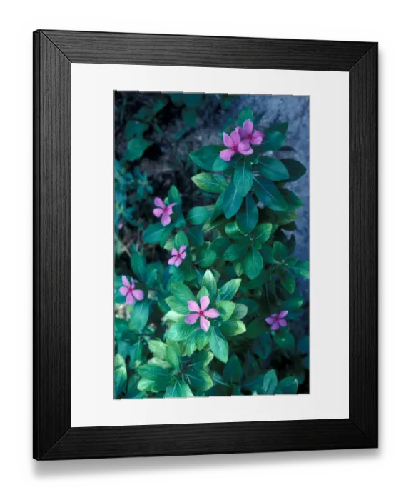 Framed Print : Flower - Madagascar Periwinkle (Catharanthus roseus) Close-up of plant in flower / Cousin Is Framed Print : Flower - Madagascar Periwinkle (Catharanthus roseus) Close-up of plant in flower / Cousin Is