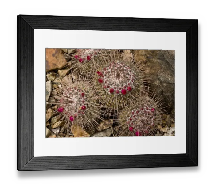 Framed Print : Pincushion Cactus (Mammillaria standleyi) flowering, Sonoran Desert, Arizona, U. S. A. february Framed Print : Pincushion Cactus (Mammillaria standleyi) flowering, Sonoran Desert, Arizona, U. S. A. february