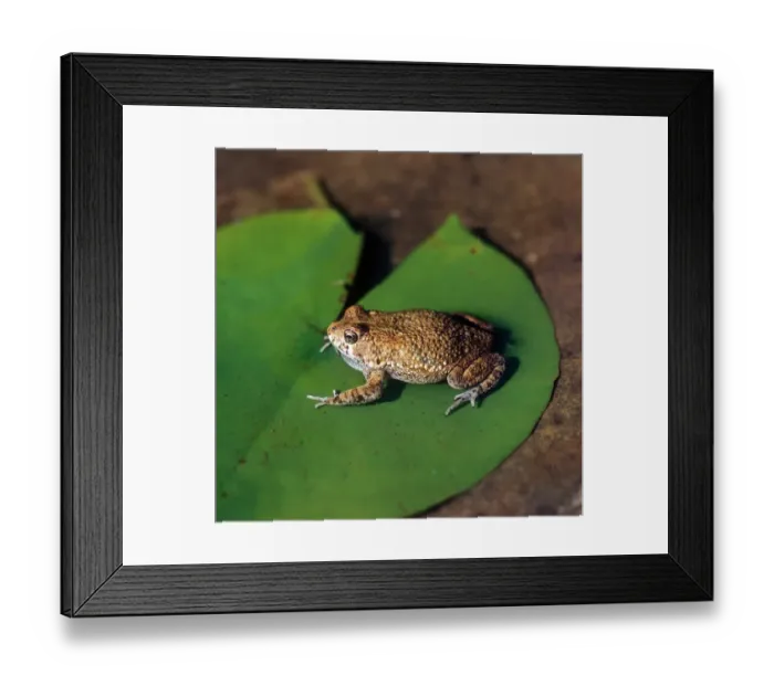 Framed Print : Toad - African (Bufo regularis) sitting on lily leaf calling / South Africa Framed Print : Toad - African (Bufo regularis) sitting on lily leaf calling / South Africa