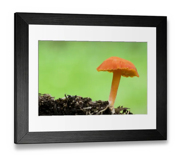 Framed Print : Scarlet Waxcap (Hygrocybe coccinea) fruiting body, Clumber Park, Nottinghamshire, England, october Framed Print : Scarlet Waxcap (Hygrocybe coccinea) fruiting body, Clumber Park, Nottinghamshire, England, october