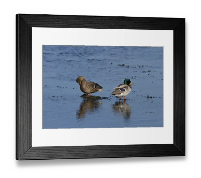 Framed Print : Male & female Mallard ducks in breeding plumage Framed Print : Male & female Mallard ducks in breeding plumage