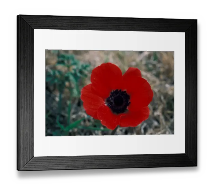 Framed Print : Crown Anemone flower head Framed Print : Crown Anemone flower head