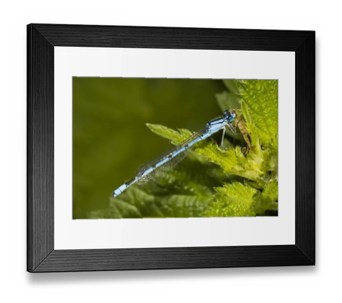 Framed Print : Common Blue Damselfly (Enallagma cyathigerum) adult male, feeding on chironomid midge, having first detached antennae