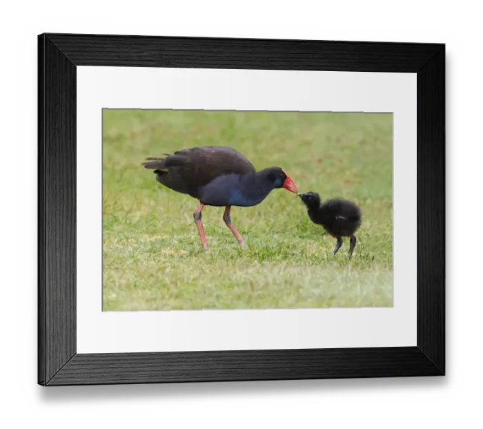 Framed Print : Purple Swamphen (Porhyrio porphyrio bellus) adult feeding chick, standing on grass in parkland, Perth Framed Print : Purple Swamphen (Porhyrio porphyrio bellus) adult feeding chick, standing on grass in parkland, Perth