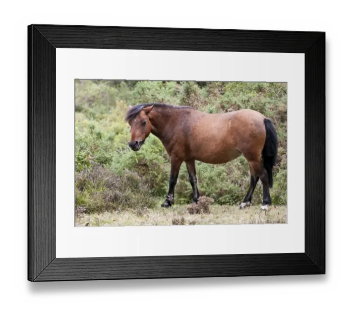 Framed Print : New Forest Pony, adult, feeding, standing on heathland, Crockford Bridge, New Forest, Hampshire, England, august Framed Print : New Forest Pony, adult, feeding, standing on heathland, Crockford Bridge, New Forest, Hampshire, England, august