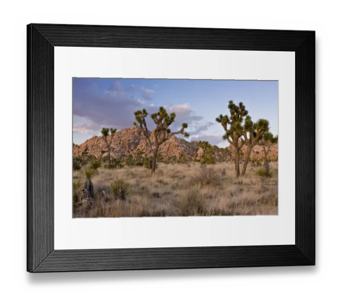 Framed Print : Joshua Tree (Yucca brevifolia) growing in desert habitat in evening sunlight, Joshua Tree N. P Framed Print : Joshua Tree (Yucca brevifolia) growing in desert habitat in evening sunlight, Joshua Tree N. P