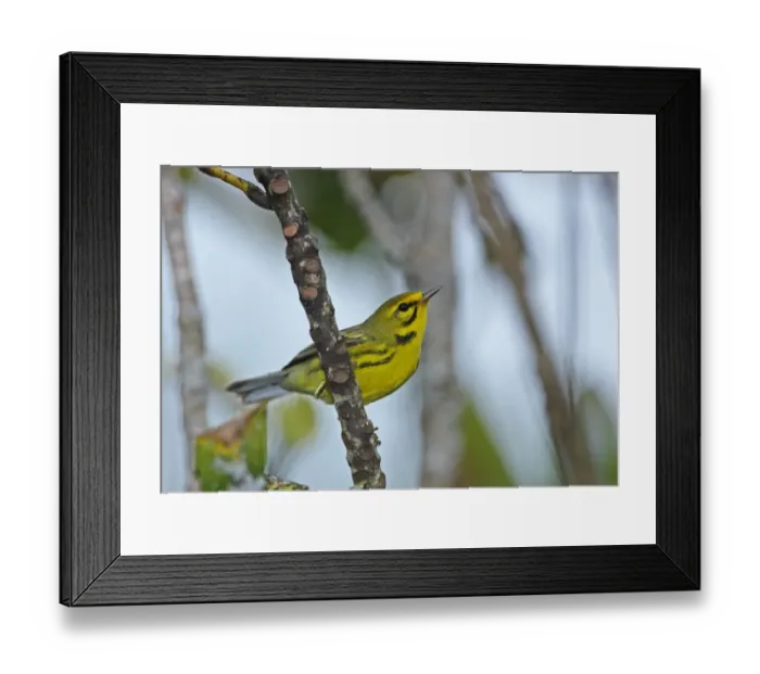 Framed Print : Prairie Warbler (Dendroica discolor discolor) adult male, perched on branch, Port Antonio, Jamaica, march Framed Print : Prairie Warbler (Dendroica discolor discolor) adult male, perched on branch, Port Antonio, Jamaica, march