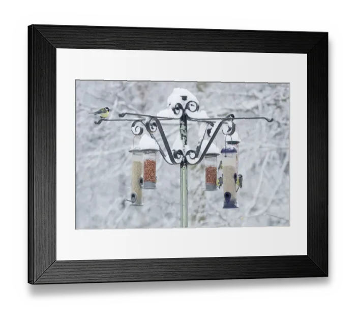 Framed Print : Blue Tit (Parus caeruleus) and Great Tit (Parus major) adults, flock feeding at snow covered birdfeeders in woodland Framed Print : Blue Tit (Parus caeruleus) and Great Tit (Parus major) adults, flock feeding at snow covered birdfeeders in woodland