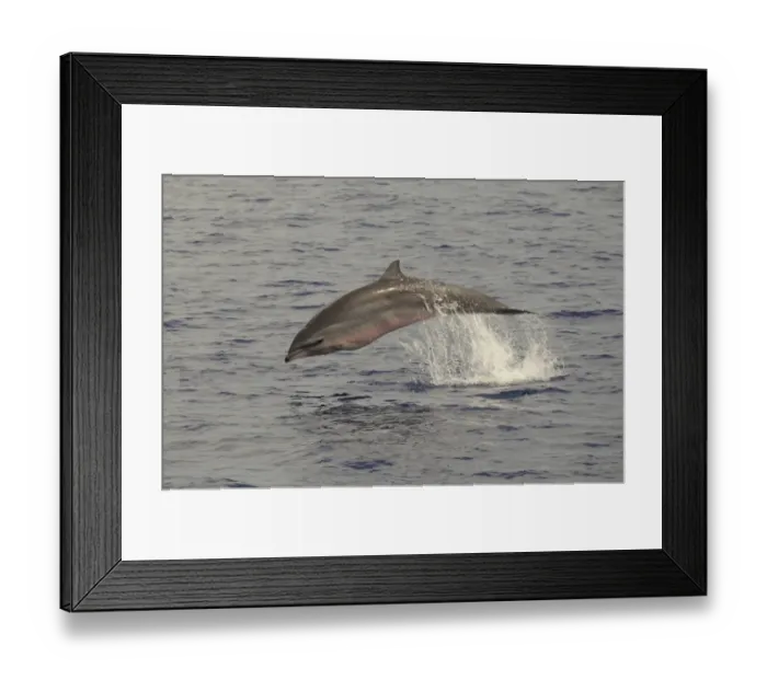 Framed Print : Frasers Dolphin (Lagenodelphis hosei) adult, porpoising, surfacing from water, Maldives, march Framed Print : Frasers Dolphin (Lagenodelphis hosei) adult, porpoising, surfacing from water, Maldives, march