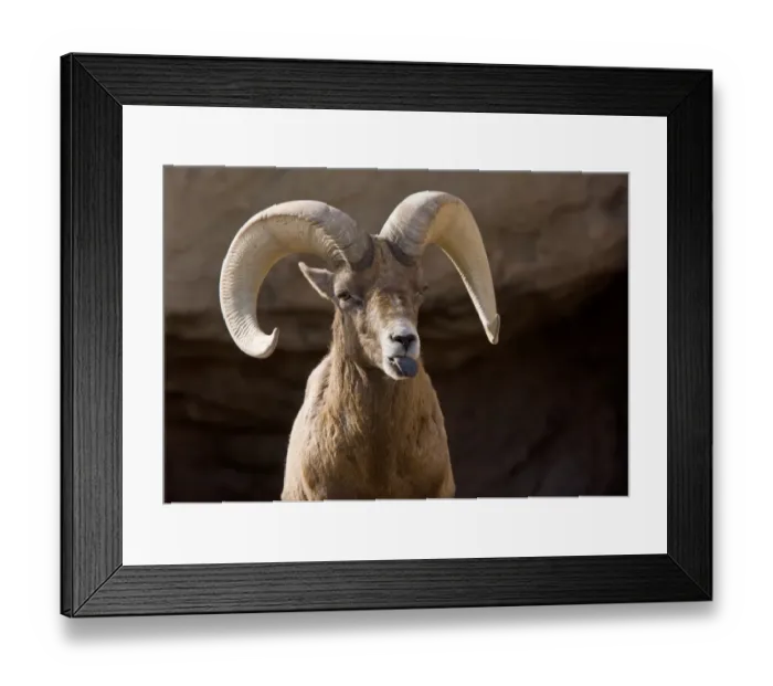 Framed Print : Desert Bighorn Sheep (Ovis canadensis nelsoni) adult male, close-up of head Framed Print : Desert Bighorn Sheep (Ovis canadensis nelsoni) adult male, close-up of head